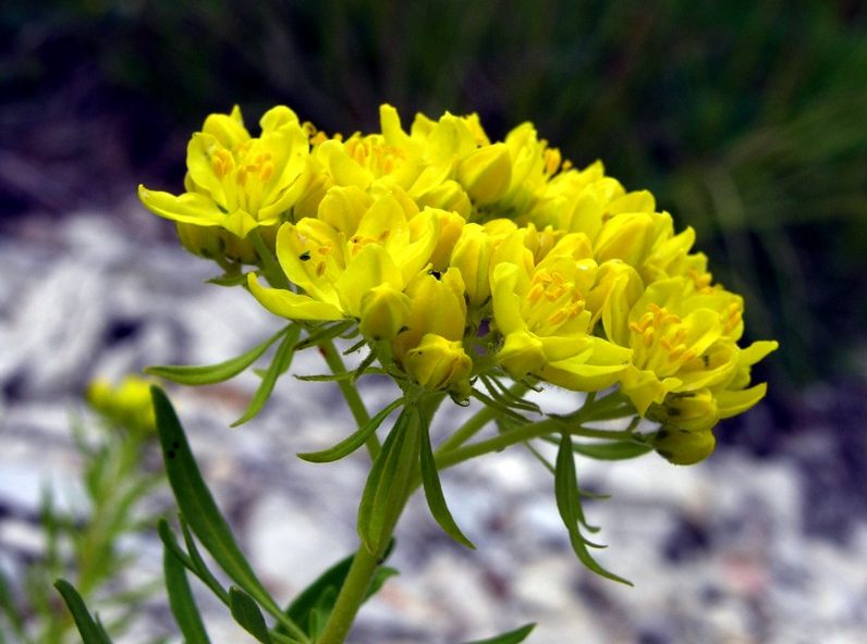 ruta patavina_fiore_colli euganei